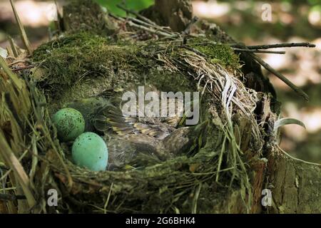 piccoli uccelli in un nido nella foresta nel loro habitat naturale, uccelli nidificano con uova e pulcini. Foto Stock