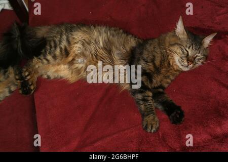 Gatto Tabby dai capelli lunghi sul divano Rosso Foto Stock