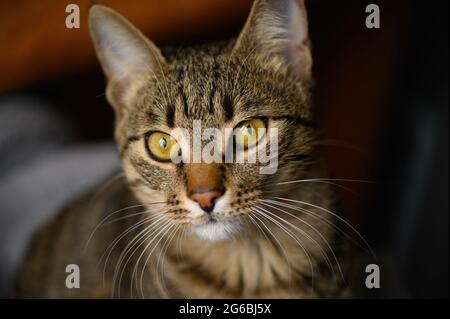 Ritratto di giovane gatto shorthair europeo Foto Stock