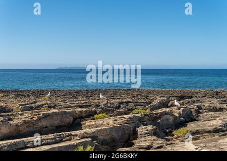 Costa rocciosa con gabbiani del sud dell'isola di Maiorca all'alba con l'isola di Cabrera sullo sfondo Foto Stock