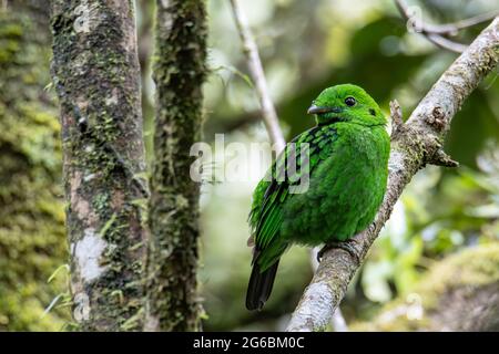 Bella uccello verde larga legge che perching su un ramo. Whitehead Broadbill uccello endemico del Borneo Foto Stock