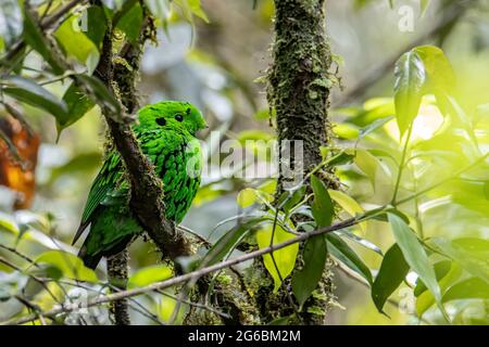 Bella uccello verde larga legge che perching su un ramo. Whitehead Broadbill uccello endemico del Borneo Foto Stock