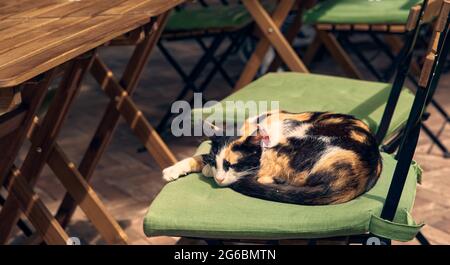 Gatto tricolore arricciato in su in una sedia del ristorante. Odessa Ucraina, primo piano phpto, luce naturale. Foto Stock