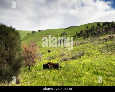 Trattore arrugginito, Western River, Kangaroo Island, Australia meridionale Foto Stock