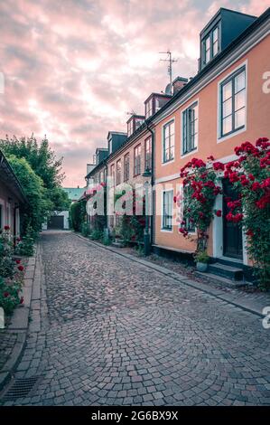 Piccolo vicolo acciottolato delimitato da accoglienti vecchie case e rose in piena fioritura durante il tramonto a Lund Svezia Foto Stock