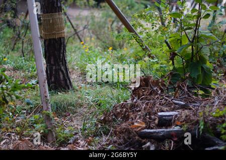 Bongeunsa - Seoul 2019 Autunno Foto Stock