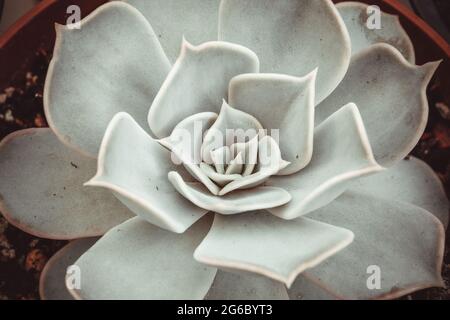 Bella eceveria ornamentale bianco succulente con spesse foglie divertenti, primo piano. Rosetta di Echeveria Lilacina bianca Foto Stock