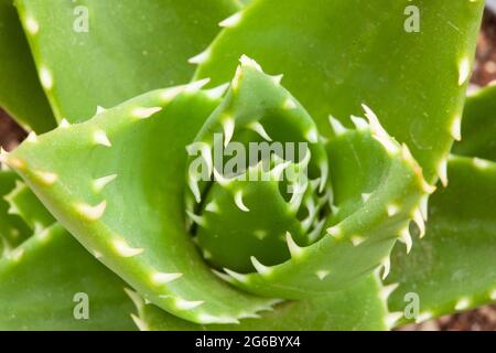 Succulente verde ornamentale con spesse foglie di ceci. Primo piano di Aloe ferox pianta Foto Stock