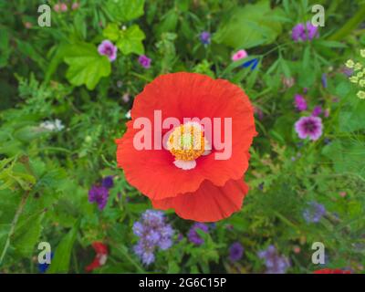 fiore rosso papavero con macchie bianche sulle foglie e al centro il pistil, foto scattata dall'alto Foto Stock