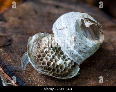 Nido di vespe di carta abbandonato. Carta distrutta struttura di insetti. Vespiary senza vespe Foto Stock