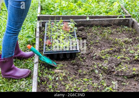 vassoio di germinazione in un letto di frutteto pronto per trapiantare. Foto Stock