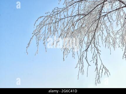 Ramo dell'albero di betulla con brina coperta in retroilluminata di luce del sole serale su sfondo blu del cielo. Rime su ramoscelli di betulla - bellezza e armonia del vino Foto Stock