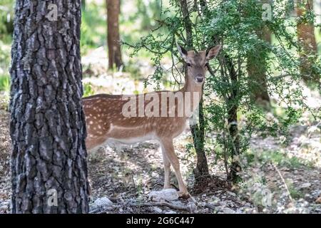 Giovane esemplare di cervo o o di cervo europeo nella Sierra de Cazorla. Il nome scientifico è Dama dama, a volte chiamato Cervus dama, è una specie di Foto Stock