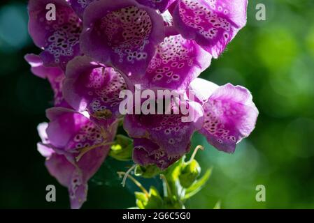 Un'ape bumble (Bombus) all'interno del fiore di un guanto di fossa comune (Digitalis purpurea) Foto Stock
