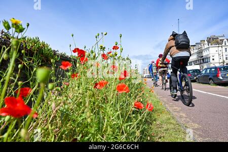 Brighton UK 5 luglio 2021 - i ciclisti passano dai papaveri in piena fioritura lungo il lungomare di Hove in una giornata di sole luminoso ma forti venti e pioggia sono previsti per il prossimo paio di giorni: Credit Simon Dack / Alamy Live News Foto Stock