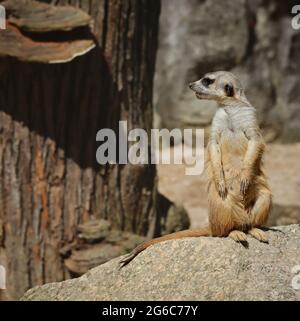 Cute Standing Meerkat guarda a sinistra nello Zoo di Liberec. African Suricate essere allerta in ceco Giardino Zoologico. Foto Stock