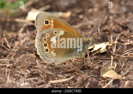 Grande farfalla di brughiera, molto rara, su Whixall Moss, Shropshire Foto Stock