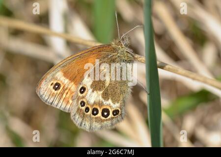 Grande farfalla di brughiera, molto rara, su Whixall Moss, Shropshire Foto Stock