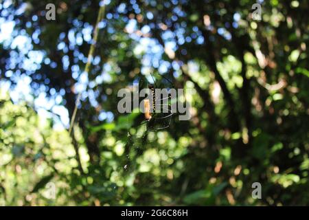 Fotografia naturalistica nel villaggio di Bandorban Foto Stock