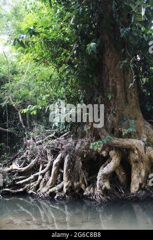 Fotografia naturalistica nel villaggio di Bandorban Foto Stock