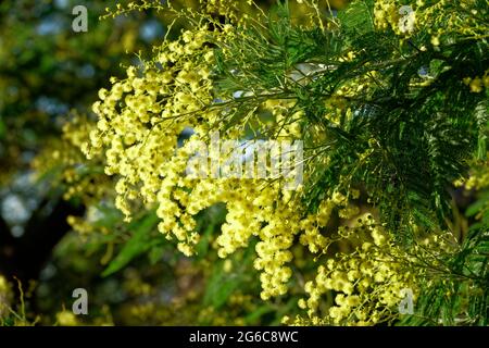 Primo piano di mimosa fiore giallo Foto Stock