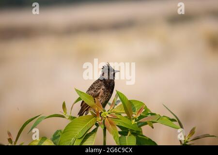 Bulbul con sfiato rosso. Pycnonotus cafer di triste umore. Foto Stock