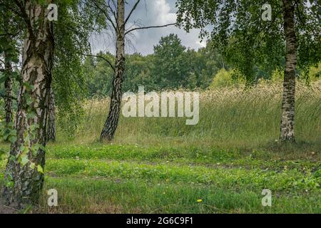 Una strada di campagna tra birch e campi di cereali. Tre birch. Tronchi di albero bianco. Paesaggio di campagna polacco. Tempo libero in Polonia, Mazovia. UE centrale Foto Stock