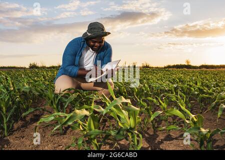 Coltivatore è in piedi nel suo campo di mais crescente. Sta esaminando le colture dopo aver seminando con successo. Foto Stock