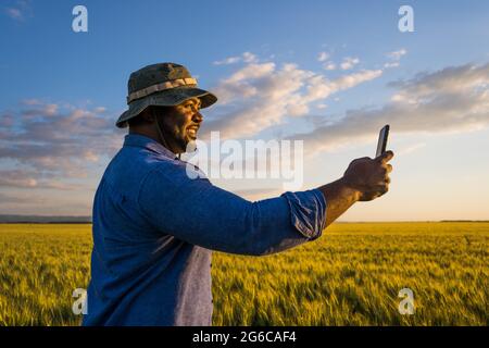 Coltivatore è in piedi nel suo campo di grano crescente. Sta fotografando i raccolti dopo la semina. Foto Stock