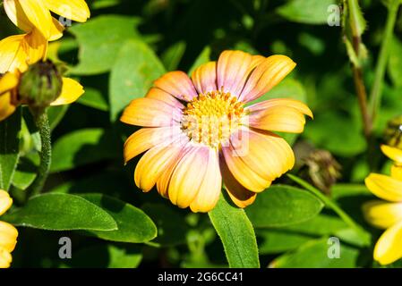 Il fiore di un Osteospermum Serenity arrossing Beauty Foto Stock