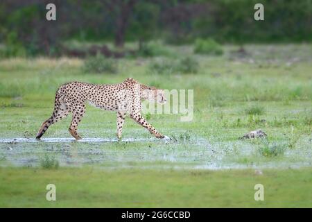 Cheetah, (Acinonyx jubatus) caccia. Parco Nazionale di Etosha, Namibia, Africa Foto Stock