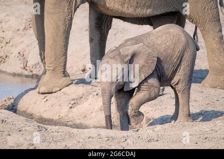 Elefante africano bambino (Loxodonta africana) giocando. Parco Nazionale di Etosha, Namibia, Africa Foto Stock