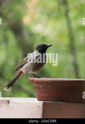 Rosso-bulbul ventilato Foto Stock