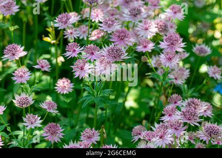 Maggiore masterwort (astrantia maggiore) Foto Stock