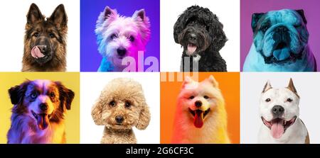 Collage d'arte fatto di cani divertenti razze diverse su sfondo multicolore studio in luce al neon Foto Stock