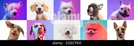 Collage d'arte fatto di cani divertenti razze diverse su sfondo multicolore studio. Foto Stock