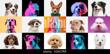 Collage d'arte fatto di cani divertenti razze diverse su sfondo multicolore studio in luce al neon Foto Stock