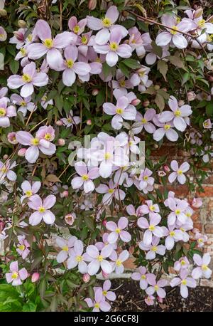 Primo piano di clematis rosa 'Mantana' fiori fioriti che crescono su un muro nel giardino in primavera Inghilterra Regno Unito GB Gran Bretagna Foto Stock