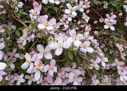 Primo piano di clematis rosa 'Mantana' fiori fioriti che crescono su un muro nel giardino in primavera Inghilterra Regno Unito GB Gran Bretagna Foto Stock