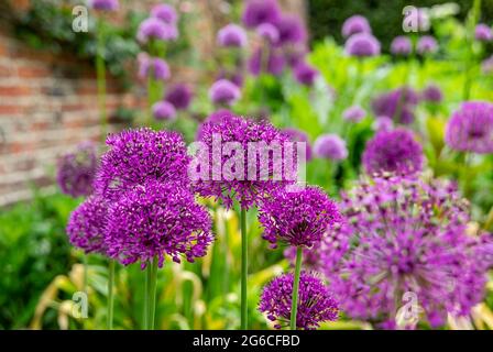 Primo piano di viola allium hollandicum fiori fiore fioritura in un giardino fiorito in primavera estate Inghilterra Regno Unito Gran Bretagna Foto Stock