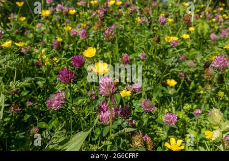 Primo piano di trifoglio rosso selvatico e latticini gialli fiori fioritura fioritura in un prato in estate Inghilterra Regno Unito GB Gran Bretagna Foto Stock