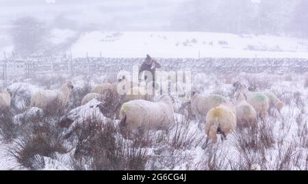 Pastore che alimenta il gregge di pecore Swaledale sulla brughiera in una tempesta invernale, nel Nord Yorkshire, Regno Unito. Foto Stock