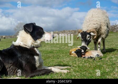 Border collie cane da pastore guardando una pecora swaledale con agnelli neonati su una fattoria collina, Cumbria, Regno Unito. Foto Stock