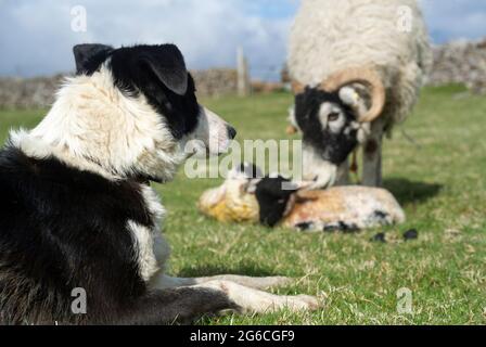 Border collie cane da pastore guardando una pecora swaledale con agnelli neonati su una fattoria collina, Cumbria, Regno Unito. Foto Stock