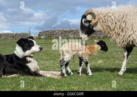 Border collie cane da pastore guardando una pecora swaledale con agnelli neonati su una fattoria collina, Cumbria, Regno Unito. Foto Stock