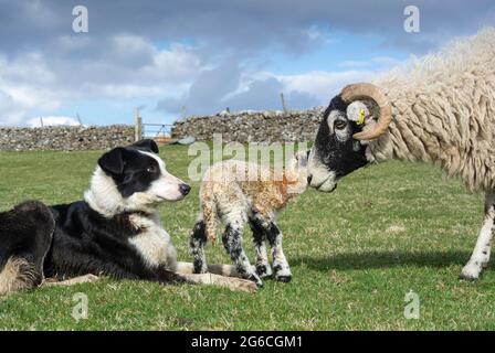 Border collie cane da pastore guardando una pecora swaledale con agnelli neonati su una fattoria collina, Cumbria, Regno Unito. Foto Stock