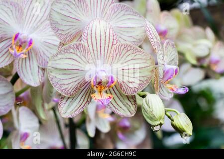 Fiori di orchidee colorate con gocce d'acqua appese alle gemme Foto Stock