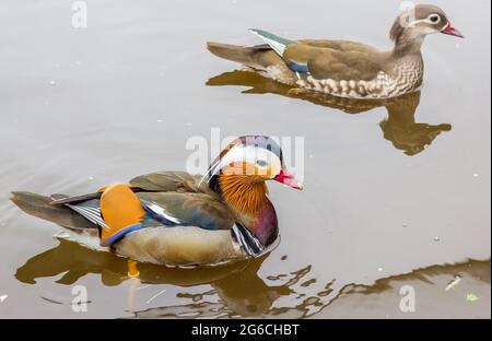 Anatra mandarina maschile e femminile che nuota in acqua Foto Stock