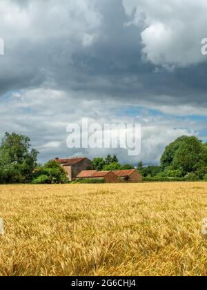 Veew attraverso un campo di grano giallo o orzo ad un vecchio mulino di mattoni rossi in lontananza in una giornata di sole. Foto Stock