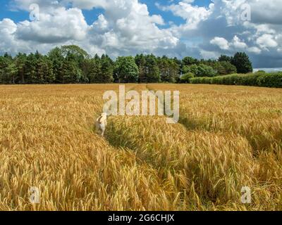 Veew attraverso un campo di grano giallo o orzo agli alberi in lontananza e un cane in primo piano in una giornata di sole. Foto Stock